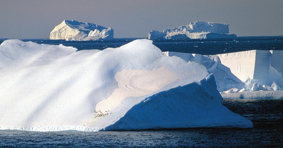 [Ice074.jpg]
What's the use for icebergs ? Well, there have been ideas of dragging them to countries that lack freshwater and some tests have been performed, but the overall cost is no better than a modern desalination plant. No, the real use of icebergs is as a resting place for penguins. Adelie penguins always stays close to the ice when at sea, so they can rest whenever necessary. A small group of them is visible on the lower angle part of this iceberg.