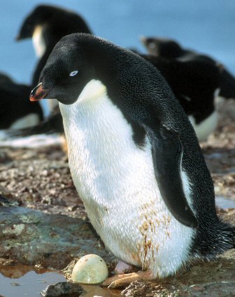 [BadNest.jpg]
This is NOT a penguin's nest ! This is probably a young adelie penguin who's not been listening to what I said earlier about adelies making their nests out of pebbles to keep their eggs out of the mud. Not only is this penguin just sitting in front of the egg instead of sitting on it, but the egg is also sitting in freezing muddy water. The egg is clearly dead. But the penguin will learn and will do a better nest next year. The success rate for breeding offsprings is pretty low for young penguins but increases dramatically after a few years.