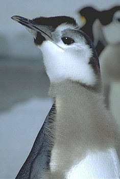 [HairyChick.jpg]
A young emperor losing his down feathers in spring. In about a week he will take to the ocean and won't come back for a few years. After they loose their down their collar has got only a black and white color. After a year it turns yellow and goes to darker orange as the penguin ages. Sound effect: emperor penguin chick.