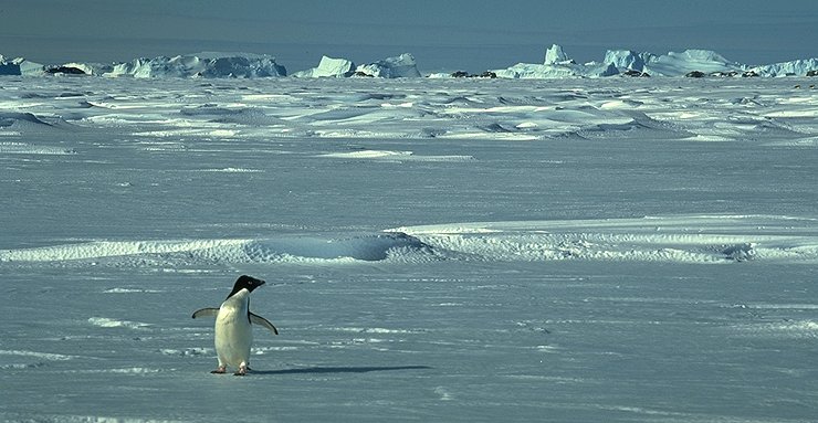 [LonePenguin.jpg]
Un des premiers manchots Adélie à arriver au printemps, malgré la glace de mer. Le premier ramasse tous les cailloux qu'il trouve pour faire son nids, jusqu'à accumuler une pile de 50cm de haut ! Ceux qui arrivent ensuite se servent simplement dans sa pile pendant que le propriétaire se bat avec un voleur de l'autre coté. Effet sonore: manchot Adélie adulte.