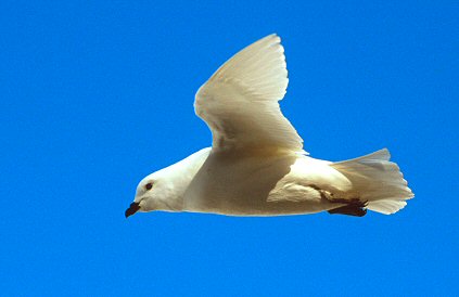 [PetrelSnowSky.jpg]
Snow petrel on flight.