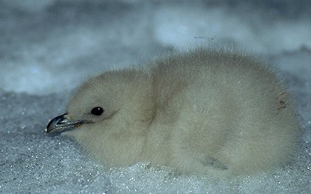 [SkuaChick.jpg]
Skua chick wandering around.