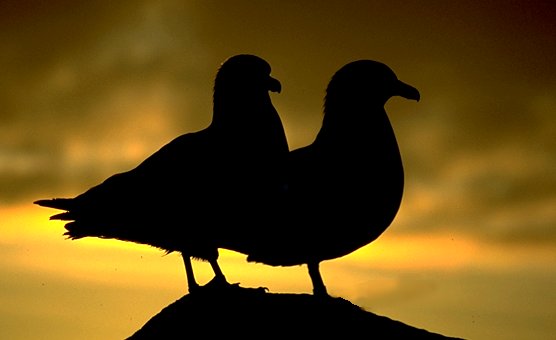 [SkuaCouple.jpg]
Couple of skuas in the sunset