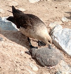 [SkuaEatingChick.jpg]
Skua eating the innards of an abandoned and still alive Adelie penguin chick.