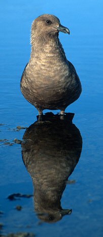 [SkuaLake.jpg]
skua (Catharacta maccormicki) bathing in a freshwater lake after returning from the sea, in order to remove the salt.