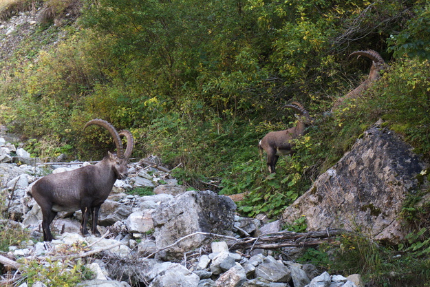 [20111002_175544_Tournette.jpg]
Group of big mountain goats.