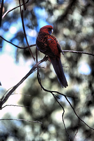 [RedParrot.jpg]
Crimson Rosella on tree branch.