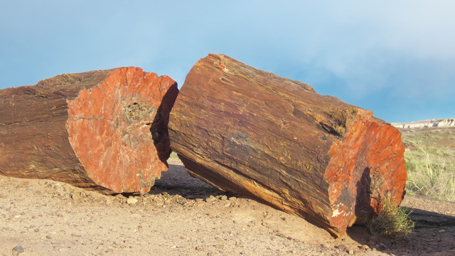 [20190429_180350_PetrifiedForest.jpg]
Petrified tree broken in sections.