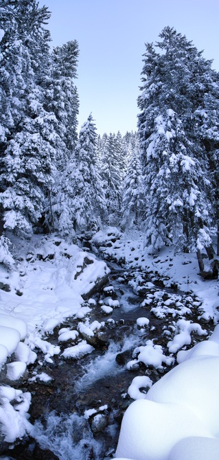 [20070128-StreamSnowVPano_.jpg]
The accesses to the peaks of Belledonne always involve some forest crossing. But the problem is not usually with the pine trees but more with what is normally called 'vern', low laying bushes, completely covered by snow or avalanches in good years and blocking the descents on warm years.