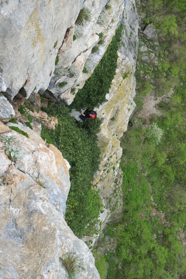 [20100418_115624_AnicaKuk.jpg]
2nd pitch of Albatross, Anica Kuk, and a very strange pitch at that, crossing through a 20 meter high growth of Hedera ivy. To pull or not to pull ?