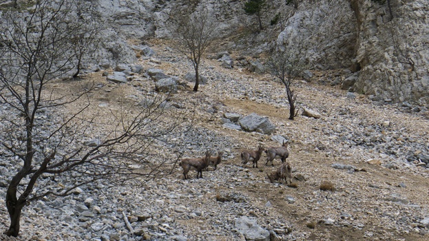 [20110411_162026_Archiane.jpg]
Chamois in the great gully.