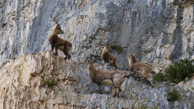 [20110411_163629_Chamois.jpg]
A whole group of mountain goats near the base of the route.