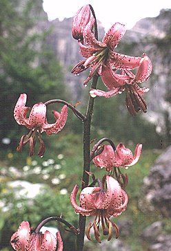 [LiliumMartagon.jpg]
Lilium Martagon, wet from the rain.