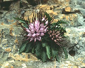 [PhysoplexisComosa.jpg]
A Physoplexis Comosa growing on a cliff wall.