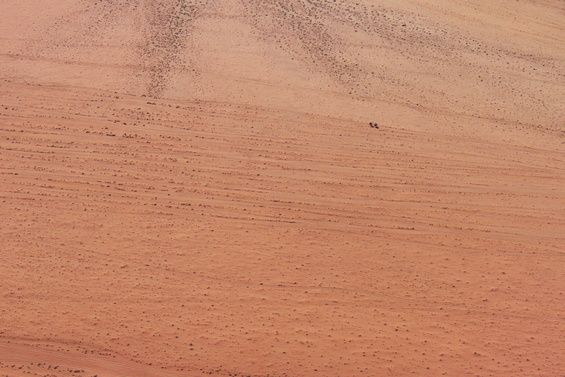 [20111101_140404_HikersRd.jpg]
Two lone dromedaries in the desert. It's much more common to see SUVs or old Jeeps crossing it at full speed rather than camels.