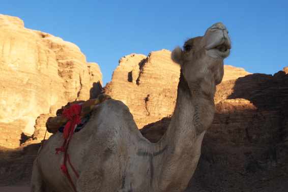 [20111102_160627_WadiRumCamel.jpg]
A dromedary (a.k.a. arabian camel) waiting for customers. We had the chance of trying camel milk and camel meat thanks to our bedouin guide. The first has a reputation of sending the average tourist straight to the bathroom (read the desert sands) for the rest of the night, unless drank with tea. We chose the safe option. I was surprised at how mild it tastes: much better than cow milk, IMO. And nobody was sick ! As for camel milk, you'd be hard pressed to tell the difference from beef, quite tender and pretty good indeed. And a nice change from the chicken and rice we had 18 dinners out of our 21 day stay !