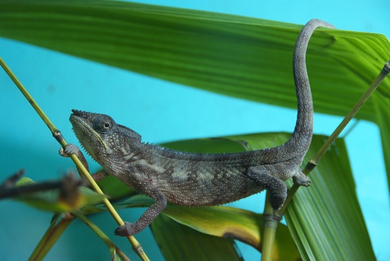 [20080929_132904_Cameleon.jpg]
Chameleon walking on a bush.