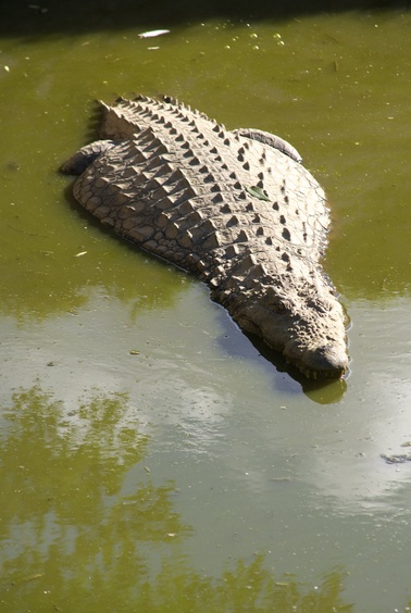 [20080929_134557_Crocodile.jpg]
Soaking crocodile, a non-native specie introduced recently in Madagascar.