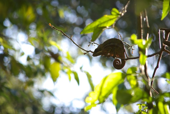 [20080929_142724_Cameleon.jpg]
A chameleon on a tree branch.