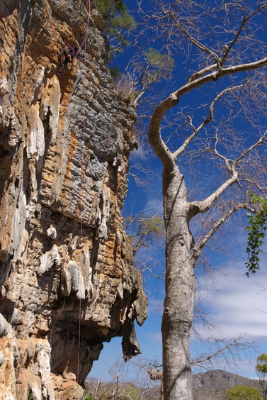 [20081003_114309_Perroquet.jpg]
Eric climbing next to a baobab at the Perroquet.