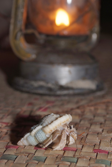 [20081005_182700_HermitCrab_.jpg]
An hermit crab crossing the floor of the hut. Those gentle animals are thought to hold the spirit of the ancestors buried on the island and thus deserve respect.