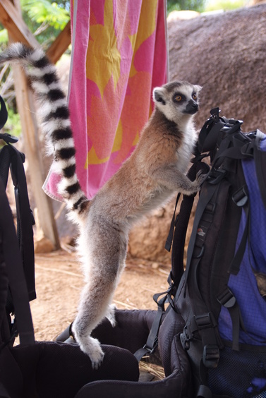 [20081013_150402_RingTailLemur.jpg]
A ring-tailed lemur checking out my pack. We immediately noticed its nasty habit of wiping its butt on everything handy. And then it bit me.