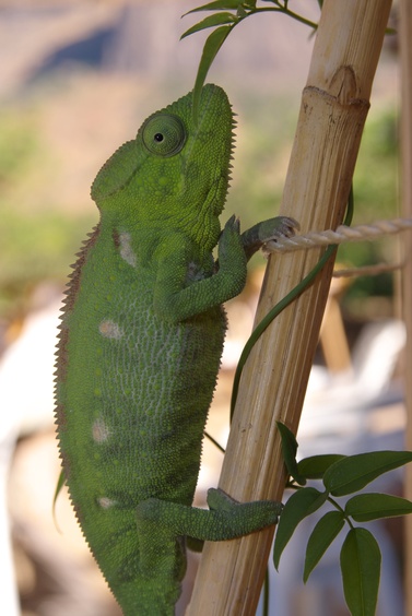 [20081016_151027_Cameleon.jpg]
Yet another Chameleon.