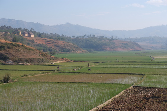 [20081023_073739_TrainTrip.jpg]
Madagascar is the world's first consumer of rice per capita, and it shows with the presence of rice paddies everywhere. Even during the dry season you still find many being cultivated.