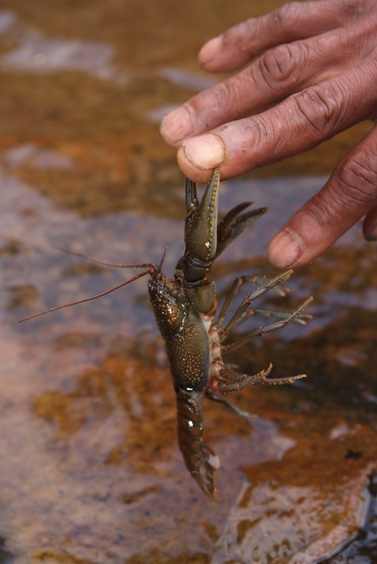 [20081023_132631_Crayfish.jpg]
...So I was thinking, great, we have dinner...