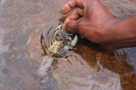 [20081023_132638_Crayfish.jpg]
...But then he put it back gently in the river, saying that since we are in a national park, there's no fishing allowed. Never mind, the broiled chicken dinner was excellent.