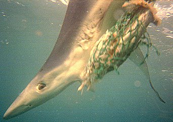 [BlueShark.jpg]
A blue shark seen from the underwater cage.