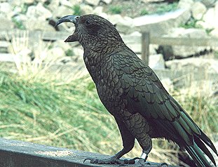 [Kea.jpg]
One of those obnoxious keas.