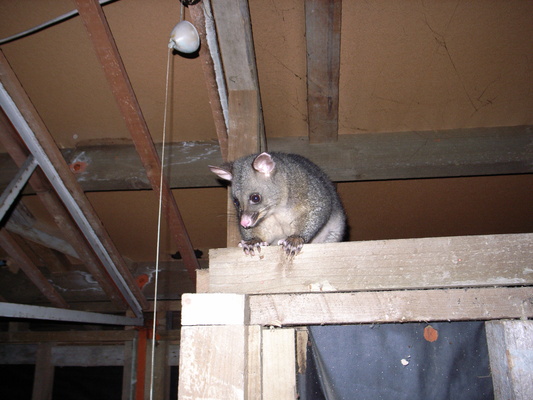 [20051221_0225_Opposum.jpg]
...with a hungry possum looking at the scene.