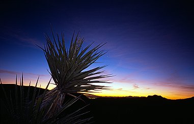 [CactusSunrise.jpg]
Early morning light on one of the numerous cactus. It's dangerous walking at night in those parts, but not for the same reasons than in NYC...