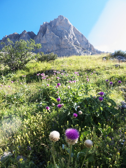 [20110714_094102_ChapeauGendarme_ClochePied.jpg]
The 'Chapeau de Gendarme' behind a thistle field. Yeah, that cliff supposedly looks like a cop's hat. Maybe when they used to make them out of granite...