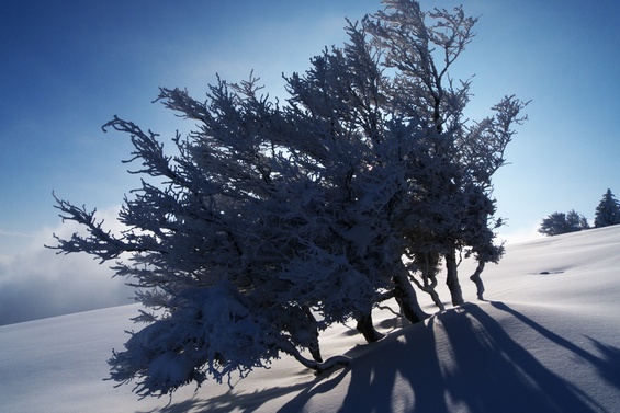 [20100110_151123_DrayeCommunaux.jpg]
Shadowy trees near the summit.