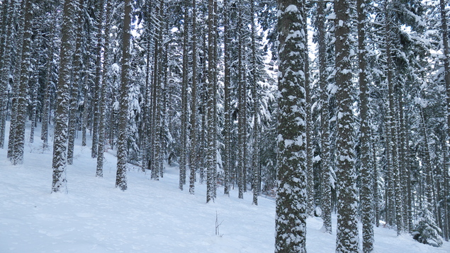 [20130213_100903_PicStMichel.jpg]
Snow-covered trees below the Pic St Michel.