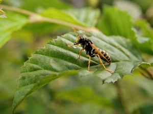 Wasp trying to finish a last drop of sap before taking off drunk