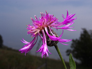 Purple autumn flower