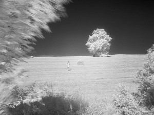 My own private fairy walking through the hayfields