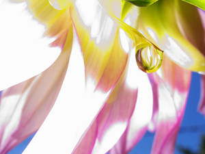 Water drop on a Dalia flower