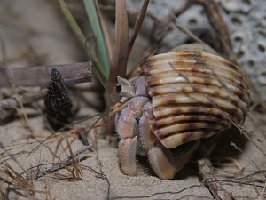 Land hermit crab at night