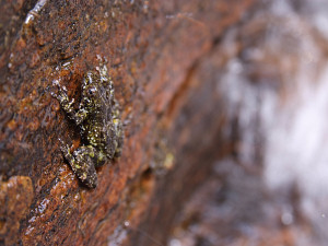 Frog on the side of a waterfall