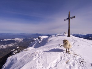 The summit sheep of the Grande Sure