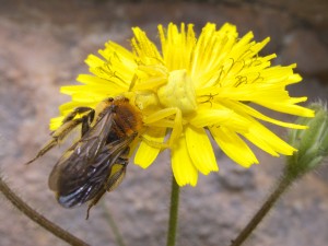 Bee caught by a mimetic spider