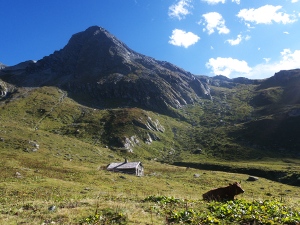 Cows in the Vanoise National Park