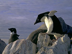 Adelie penguin walking on rocks