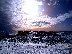 Adelie penguins ready to leave Dumont d'Urville