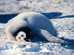 An emperor chick spread on the ice on a hot day