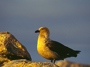 A lone skua predator looking for dinner